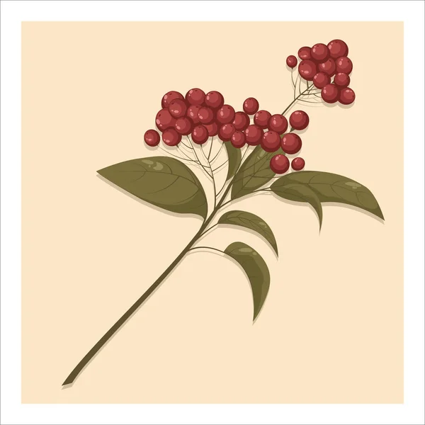 Ветка Красной Рябины Ягоды Изолированы Белом Фоне Sorbus Aucuparia European — стоковый вектор