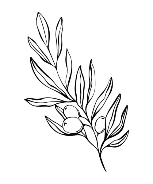 オリーブの葉の植物的なラインのイラスト 結婚式の招待状とカードのための枝 ロゴデザイン ウェブ ソーシャルメディア ポスターテンプレート エレガントなミニマルスタイルの花のベクター単離 — ストックベクタ