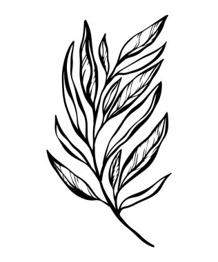 Düğün davetiyesi, kartlar, logo tasarımı, web, sosyal medya ve poster şablonları için bir yaprak dalının botanik çizgisi çizimi. Zarif minimal çiçek vektörü izole edildi.