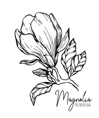 Magnolia çiçek çizgisi çizimi. Düğün otunun el yapımı dış hatları, davetiye için zarif yapraklar, tarih kartını sakla. Web, baskı ve posterler için botanik trend yeşillik vektör koleksiyonu.