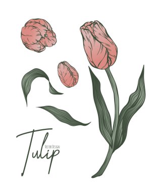 Düğün davetiyesi ve kartları için lale çiçeklerinin botanik çizgisi çizimi, logo tasarımı, web, sosyal medya ve poster, şablon, reklam, güzellik ve kozmetik endüstrisi.