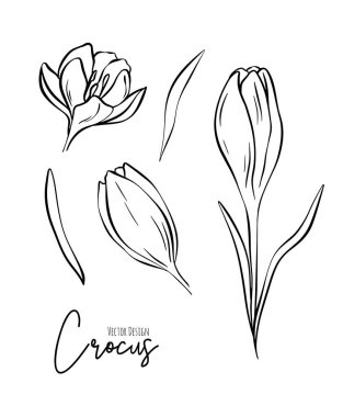 Düğün davetiyesi ve kartları, logo tasarımı, web, sosyal medya ve poster, şablon, reklam, güzellik ve kozmetik endüstrisi için bitki örtüsü çizimleri.