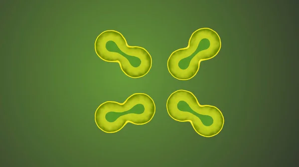 Illustration Der Teilung Mehrerer Biologischer Zellen Mit Grüner Farbe — Stockfoto