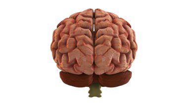 İnsan beyninin arka tarafının 3 boyutlu görüntüsünün yakınlaştırılması