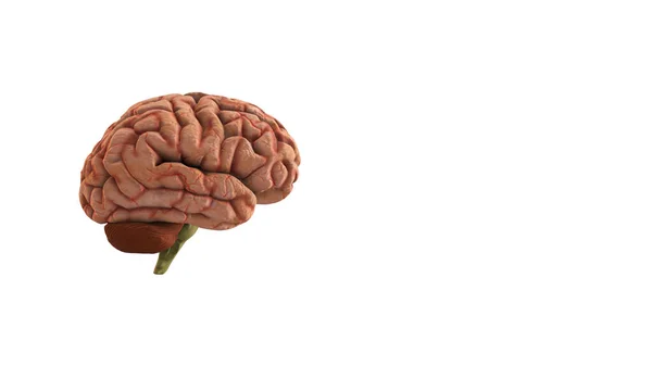 Ilustração Vista Lateral Cérebro Humano Com Copyspace — Fotografia de Stock