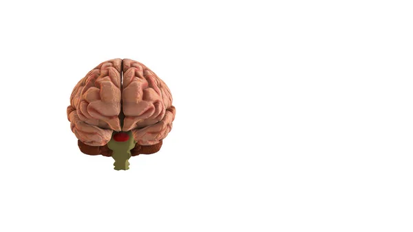 Ilustração Lado Frontal Cérebro Humano Com Copyspace — Fotografia de Stock
