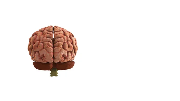Ilustração Lado Trás Cérebro Humano Com Copyspace — Fotografia de Stock