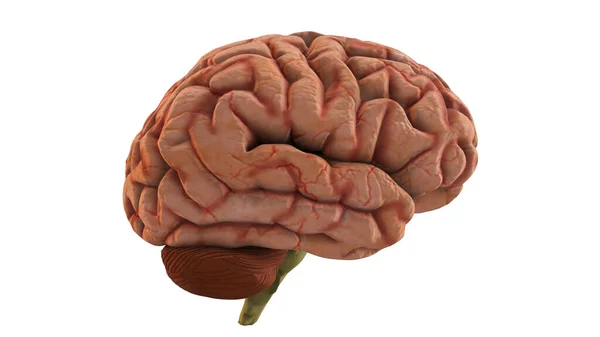 Fechamento Ilustração Visão Lateral Cérebro Humano — Fotografia de Stock