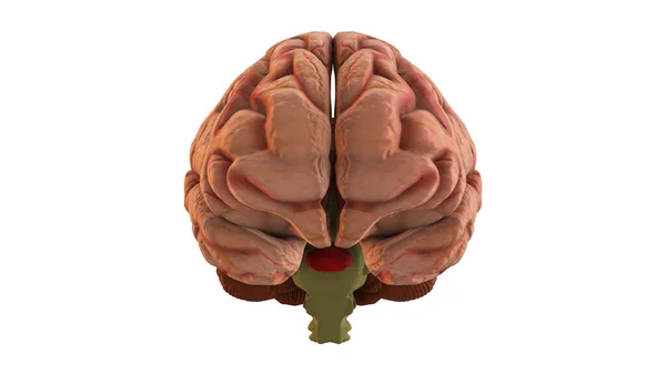 Fechamento Ilustração Frente Cérebro Humano — Fotografia de Stock