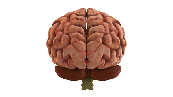 Närbild Illustration Baksidan Den Mänskliga Hjärnan — Stockfoto