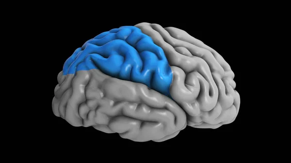 3Dイラスト 脳のパリタルローブのハイライト — ストック写真