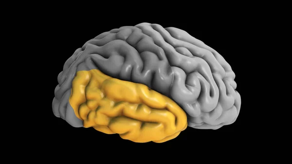 3Dイラスト 脳の一時的なローブのハイライト — ストック写真