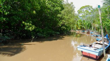 Nehir kenarındaki yoğun Mangrove Ormanı ve geleneksel balıkçı teknesi grupları