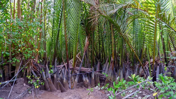 Endonezya Nın Belo Laut Köyündeki Orman Nipa Palmiyelerinin Doğal Manzarası — Stok fotoğraf