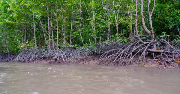 Endonezya Nın Belo Laut Köyü Nde Doğal Nehir Manzarası Yeşil — Stok fotoğraf