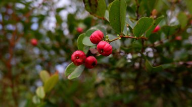 Gündüzleri Belo Laut köyünde çamurlu ve tuzlu su ortamında yetişen kırmızı bir meyve.
