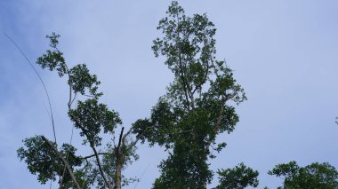 Gün boyunca Belo Laut köyünde, açık mavi bir gökyüzünün zeminine karşı yükselen bazı Mangrove ağaçları