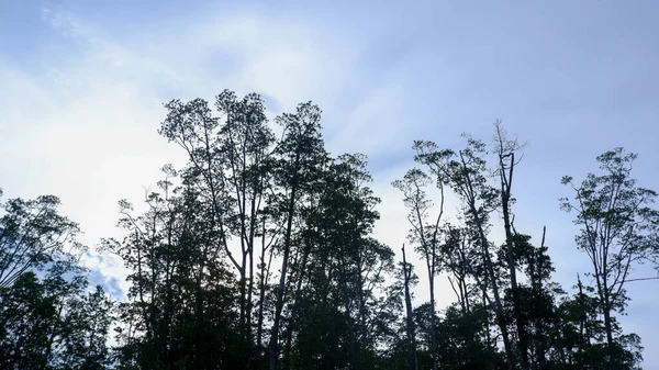 Mangrove Ormanı 'ndan yükselen ağaçların silueti, Belo Laut köyünde, akşam gökyüzünün arka planına karşı.