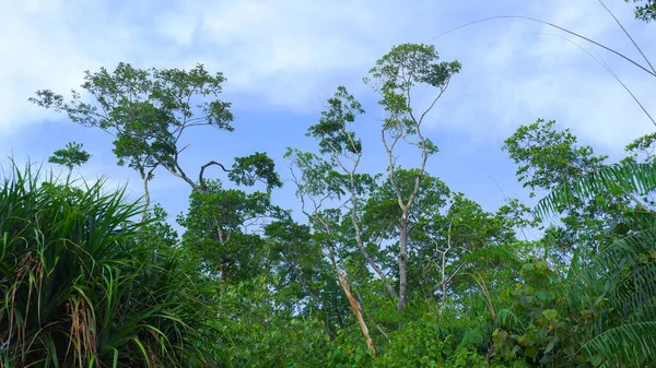 Mangrove Ormanı Ekosistemi Çalılar Arasında Büyüyor Açık Mavi Gökyüzü Ile — Stok fotoğraf