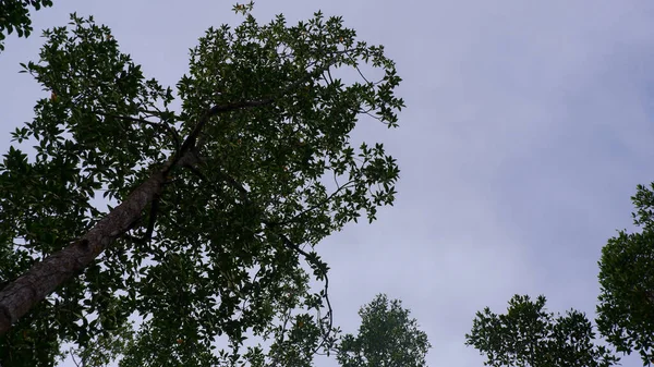 Drzewa Namorzynowe Wzięte Dołu Jasnym Niebieskim Niebem Belo Laut Village — Zdjęcie stockowe