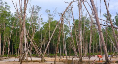 Mangrove Ağacı Ekosistemi, gün boyunca Belo Laut köyünde kumlu ve sulu topraklarda kuruyup ölmüş.