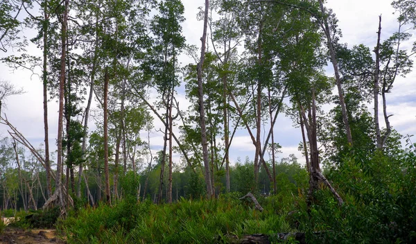 Ekosystém Mangrovových Lesů Který Začíná Zmenšovat Důsledku Nezákonné Těžby Vesnici — Stock fotografie