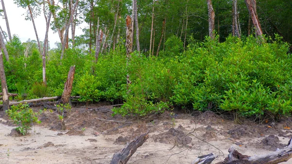 Mangrove Tree Habitat Thrives Sandy Buddy Surfaces Village Belo Laut — Stock fotografie
