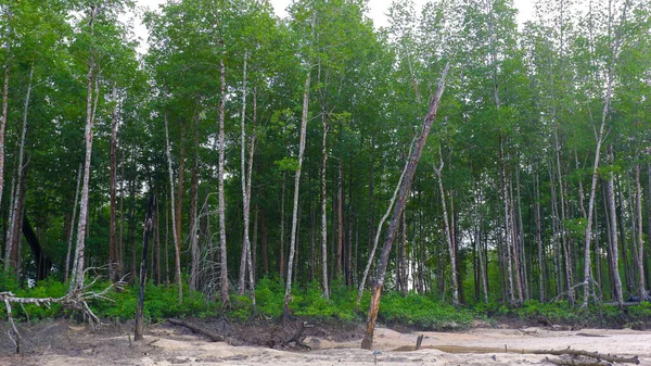 Bosque Denso Del Manglar Con Árboles Remolque Aldea Belo Laut — Foto de Stock