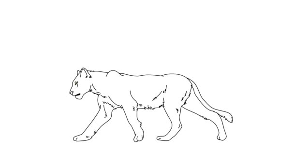 Animation Running Tiger Movement White Izolated Background Bezbarvá Ručně Kreslená — Stock video