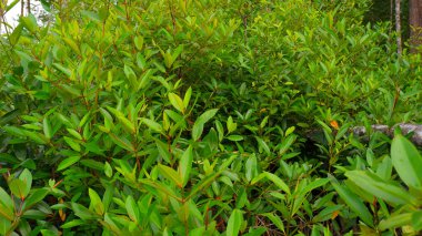 Gündüz vakti Belo Laut köyünde gür ve yeşil yapraklı genç Mangrove ağaçları