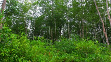 Gün boyunca Belo Laut köyünde yemyeşil, yoğun ve yeşil Mangrove ormanları vardı.