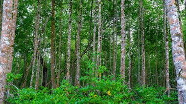 Endonezya 'nın Belo Laut Köyü' nde Mangrove Ağaçları ve Tropikal Mangrov Ormanı, bereketli ve taze Ekosistem