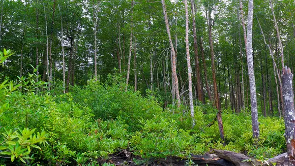 Lebensraum Mangrovenwald Mit Hoch Aufragenden Und Grünen Bäumen Dorf Belo — Stockfoto
