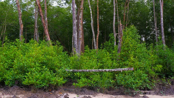 Dichte Und Grüne Mangrovenwälder Die Tagsüber Auf Sandigen Und Schlammigen — Stockfoto