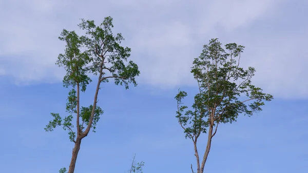 Два Мангрових Дерева Проти Ясного Блакитного Неба Задньому Плані Селі — стокове фото