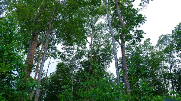 Tyčící Zelené Mangrove Lesní Stromy Vesnici Belo Laut Odpoledních Hodinách — Stock fotografie