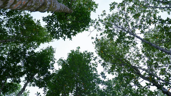 Lebensraum Tropischer Mangrovenwälder Aufgenommen Von Unten Dorf Belo Laut Indonesien — Stockfoto