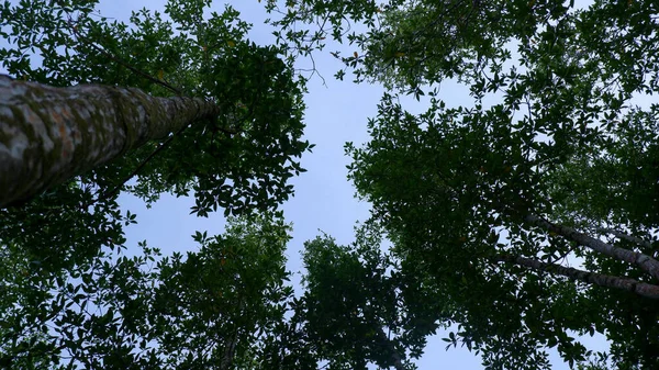 Ökosystem Der Mangrovenbäume Einem Tropischen Wald Der Hoch Aufragt Aufgenommen — Stockfoto