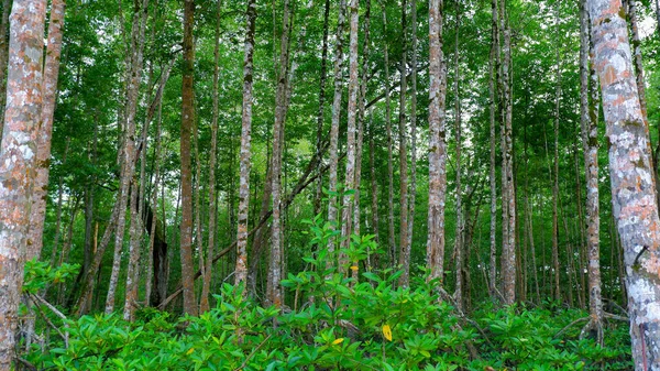 Árboles Manglares Bosque Tropical Manglares Ecosistema Exuberante Fresco Belo Laut — Foto de Stock