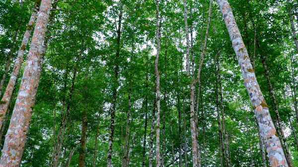 Árboles Manglares Bosques Manglares Que Crecen Altos Gruesos Aldea Belo — Foto de Stock