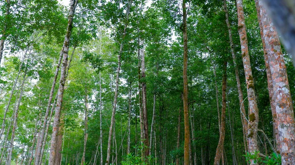 Vista Del Bosque Tropical Manglares Con Formas Altas Delgadas Árboles — Foto de Stock
