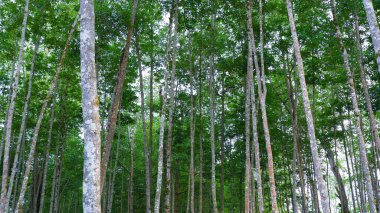 Gün boyunca Belo Laut köyünün üzerindeki yoğun ve uzun Mangrove Ağaçları Kulesi