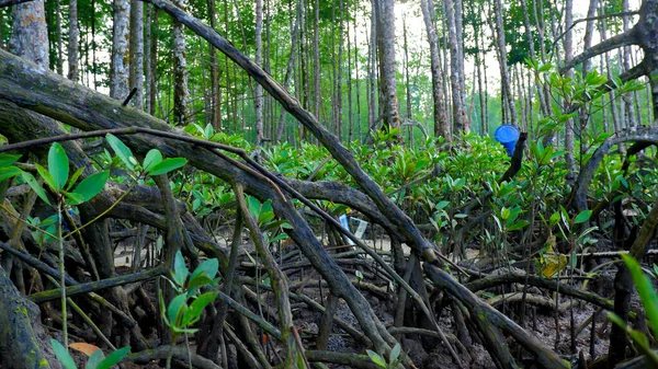 Close View Roots Spreading Branching Mangrove Tree Belo Laut Village — Stock fotografie