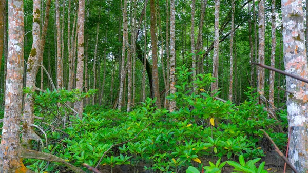 Заповедник Тропическом Мангровом Лесу Плотными Пышными Деревьями Деревне Белу Лаут — стоковое фото