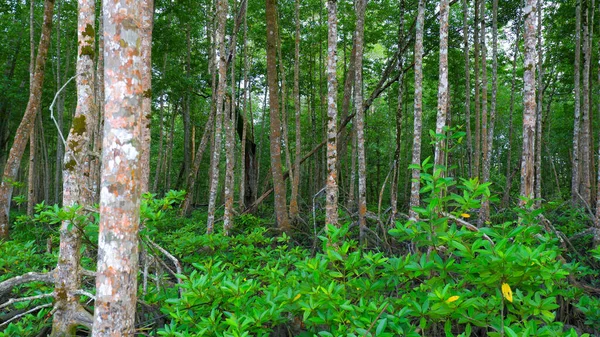 Paisagem Árvores Densas Verdes Floresta Mangue Vila Belo Laut Indonésia — Fotografia de Stock