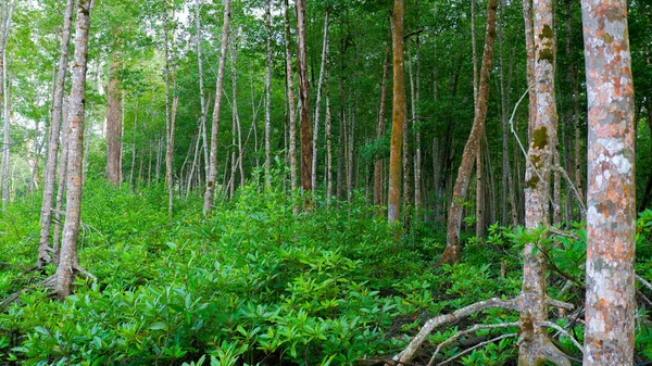 Природный Ландшафт Тропического Мангрового Леса Пышными Зелеными Листьями Деревне Белу — стоковое фото