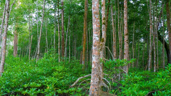 Una Exuberante Densa Verde Reserva Forestal Manglares Pueblo Belo Laut — Foto de Stock