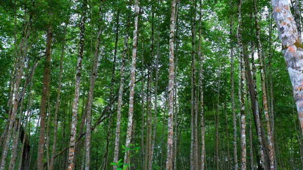 Endonezya Nın Belo Laut Köyünde Uzun Yoğun Ağaçlı Tropikal Mangrov — Stok fotoğraf