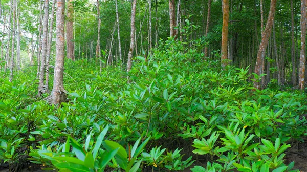Ecossistema Florestal Manguezais Verdes Frescos Vila Belo Laut Indonésia — Fotografia de Stock