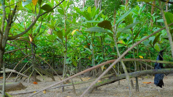 Οικότοπος Μικρό Δέντρο Mangrove Απλωμένες Ρίζες Στο Belo Laut Village — Φωτογραφία Αρχείου